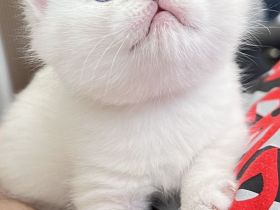 Reinrassige BKH Katzen, Kitten, Abgabe ab 18.06.