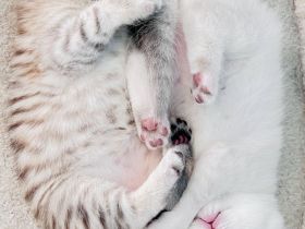 Reinrassige BKH Katzen, Kitten, Abgabe ab 18.06.