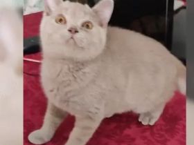 BKH Kitten-Blau ,Lilac Abgabebereit
