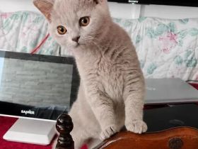 BKH Kitten-Blau ,Lilac Abgabebereit