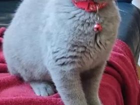 BKH Kitten-Blau ,Lilac Abgabebereit