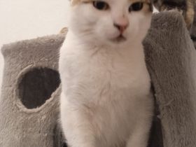 Junger Kater zu verkaufen