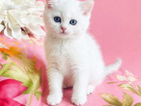 BKH Chinchilla Kitten seltener Farben,1 Weibchen, 1 Männchen