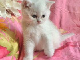 BKH Chinchilla 2 Katzenbabys mit Stammbaum.