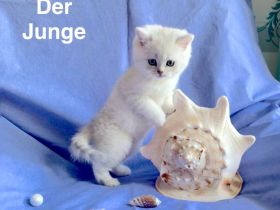 BKH Chinchilla 2 Katzenbabys mit Stammbaum.