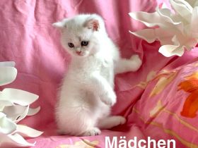 BKH 2 Katzenbabys mit Stammbaum.