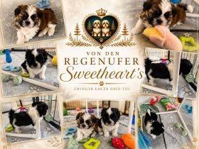 Exklusive Shih Tzu Welpen aus Championlinie von den Regenufer Sweetheart’s