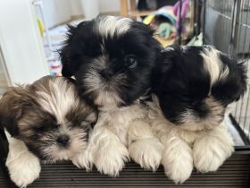Exklusive Shih Tzu Welpen aus Championlinie von den Regenufer Sweetheart’s