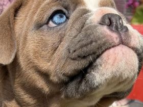 Exklusiver OEB Welpe Old English Bulldog Bulldogge mit Ahnentafel