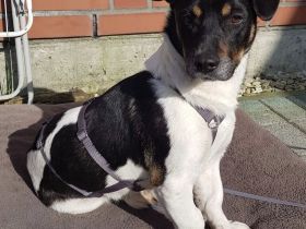 Watson, 1 Jahr alt, verspielt, sozial...zum Verlieben