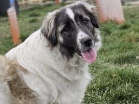 Zuhause gesucht für Otilie