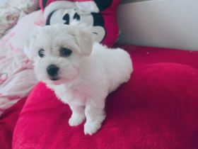 Reinrassige malteser mädchen welpe