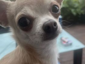 Trächtige Chihuahua Huendin in liebevolle Hände abzugeben, Aufgrund zeitlicher Einschränkungen