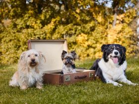 Hundepension bei Greiz