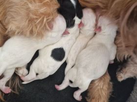 Bolonka Zwetna Welpen