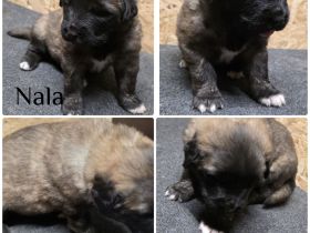 Leonberger Mix Mischlinge Welpen