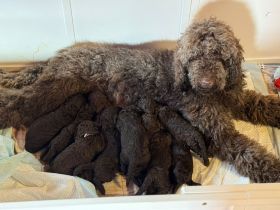 Zuckersüße Großpudel Welpen, in seltene Farben Schokobraun.