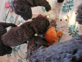 Zuckersüße Großpudel Welpen, in seltene Farben Schokobraun.