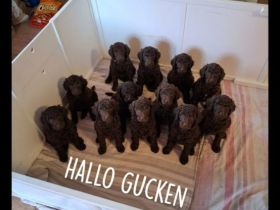 Zuckersüße Großpudel Welpen, in seltene Farben Schokobraun.
