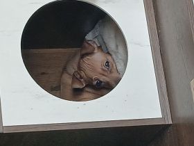 Zwergpinscher Weibchen welpe