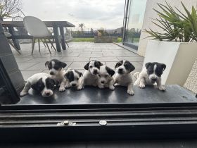 Kleine Energiebündel suchen ein zu Hause