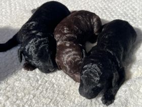 Zauberhafter Deckrüde Schockobraun