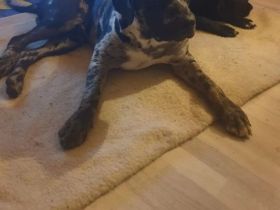 Amstaff/Carne Corso Rüde geb. 27.6.2025