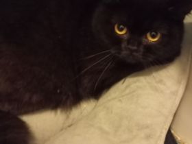 schwarzer BKH Kater mit Bernstein Augen