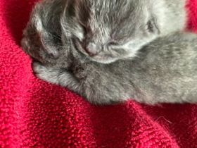 Britisch Kurzhaar kitten sehr süß