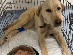 Neuanfang für zauberhafte Peaches gesucht