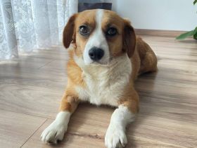 Molly - sanft und treu