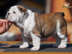 Reinrassige Englische Bulldogge – schönes Mädchen mit FCI-Papieren