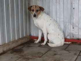 Liebevolle Schutzzone für Jacy gesucht