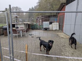 Verkaufe 2 jährigen Rottweiller Rüden