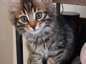 Bengalkitten suchen ein Zuhause