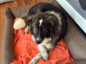 Kämperin Nougi sucht ihr Zuhause