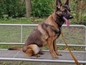 Malinois Hündin in Liebevolle Hände abzugeben.