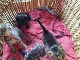 Kitten abzugeben