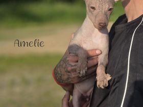 American Hairless Terrier Welpen