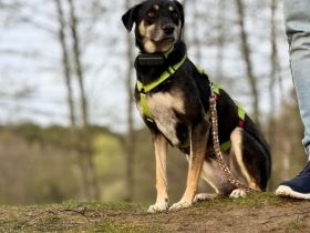 Elke auf Pflegestelle in 48268 Greven sucht ihr Für-immer-Zuhause