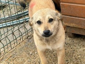 Poppy sucht ihr Für-immer-Zuhause