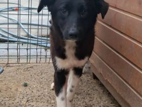 Pixie sucht ihr Für-immer-Zuhause