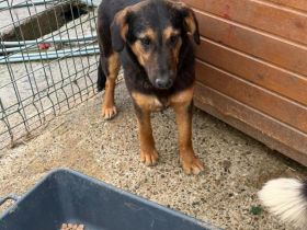 Peach sucht ihr Für-immer-Zuhause