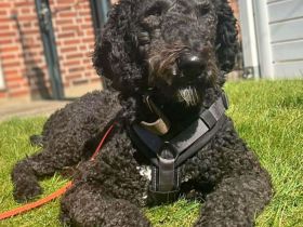 Milo in 21394 Kirchgellersen sucht sein Für-immer-Zuhause