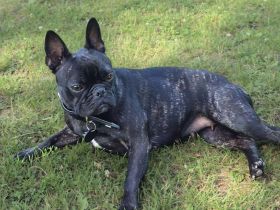 Lotte in 97842 Karbach sucht ihr Für-immer-Zuhause