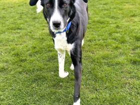 Taco in 59229 Ahlen sucht sein Für-immer-Zuhause