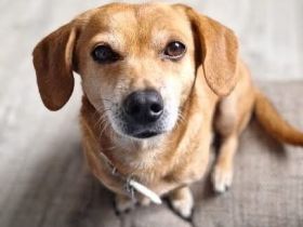 Luna in 48249 Dülmen sucht ihr Für-immer-Zuhause