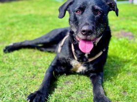 Alva in 49733 Haren (Ems) sucht ihr Für-immer-Zuhause