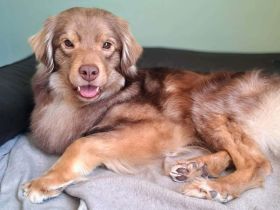 Barney in 09217 Burgstädt sucht sein Für-immer-Zuhause