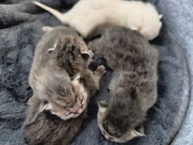 BKH-Heilige Birma Katzenbabys Kitten